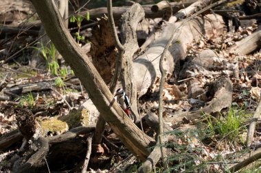 Ağaç dalında bir ağaçkakan kuşu