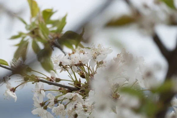 美しい脆い桜の木の詳細 — ストック写真