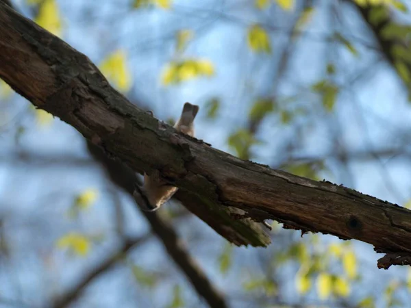 Ένα Πουλί Τρυποκάρυδος Ένα Κλαδί Δέντρου — Φωτογραφία Αρχείου