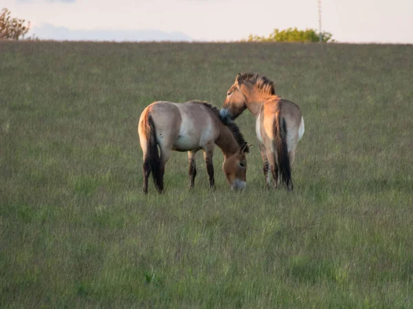 Cavalos Selvagens Prado Pôr Sol — Fotografia de Stock