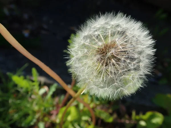 Close Detail White Dandelion Flower — Stock Photo, Image