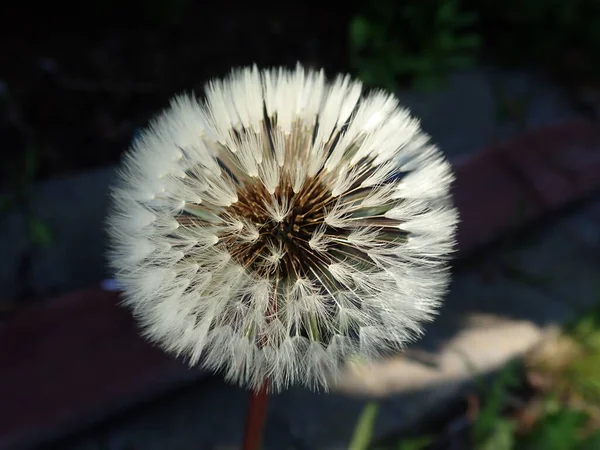 Ein Detail Aus Der Blüte Des Weißen Löwenzahns — Stockfoto