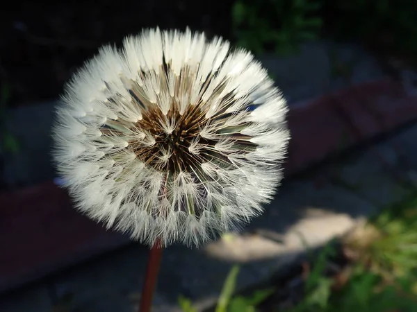 Detaliu Apropiat Florii Păpădie Albă — Fotografie, imagine de stoc