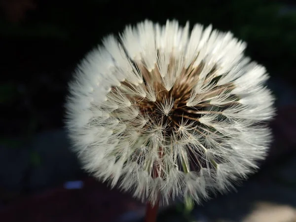 Bliski Szczegół Białego Kwiatu Mniszka Lekarskiego — Zdjęcie stockowe