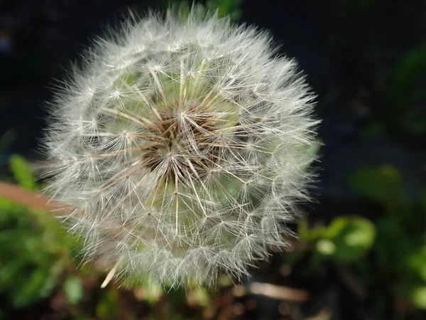 Detaliu Apropiat Florii Păpădie Albă — Fotografie, imagine de stoc