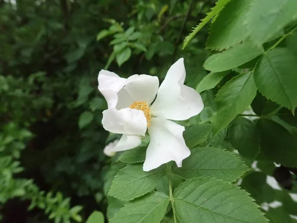 Dettaglio Fiore Rosa Canina Fianco Ramo — Foto Stock