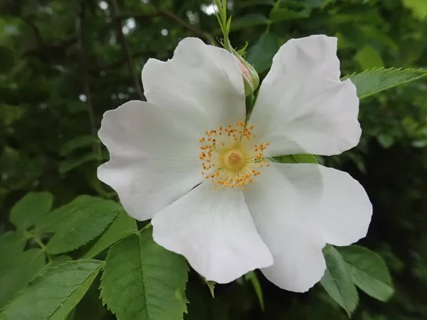 Détail Rose Hanche Fleur Sur Une Branche — Photo