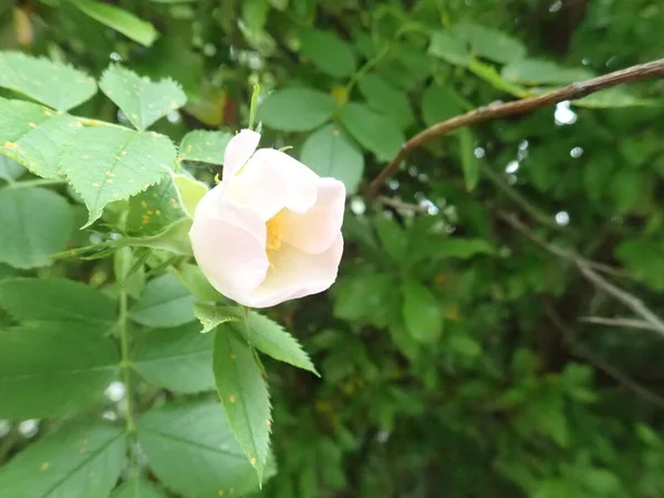 Détail Rose Hanche Fleur Sur Une Branche — Photo