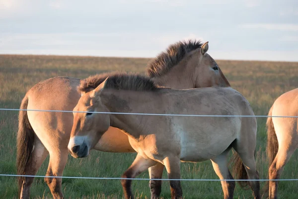 Caballos Salvajes Prado Atardecer — Foto de Stock