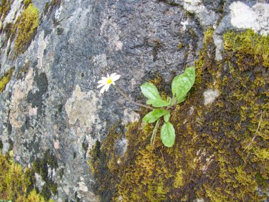 Salzkammergut 'taki Avustralya Alpleri' nin güzel yaz doğası.
