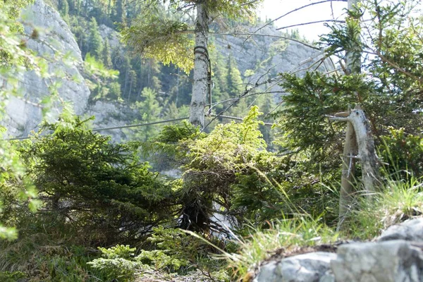 Gyönyörű Nyári Természet Ausztriai Alpokban Salzkammergut — Stock Fotó