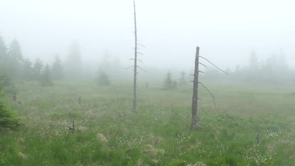 チェコのクルン族の湿地帯は霧に包まれ — ストック動画