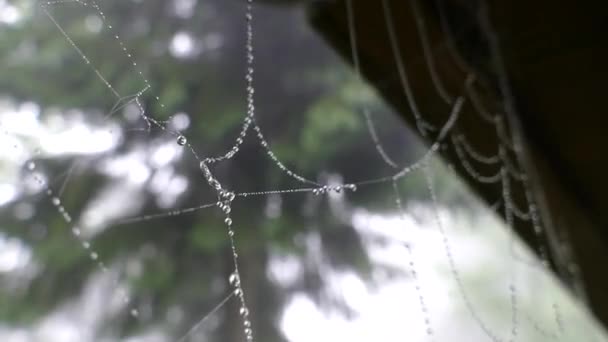 Spider Webin Fog Water Drops — Stock Video