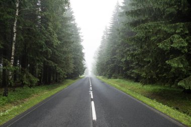 Sisin içinde uzun ve boş orman yolu