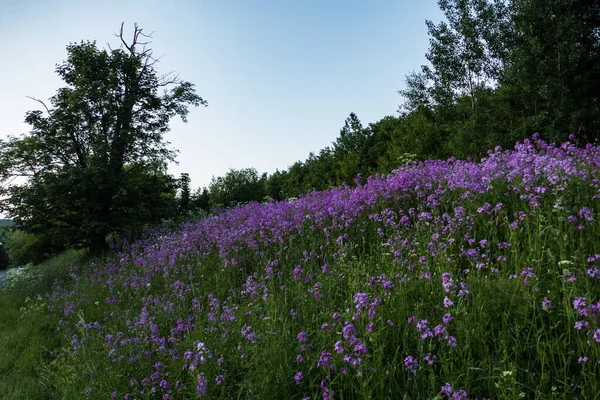 Mooie Zomerweide Met Gras Bloemen — Stockfoto