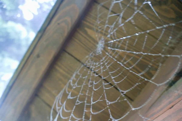 Détail Toile Araignée Avec Gouttes Eau Dans Brume Matin — Photo