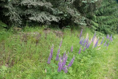 Çimenli ve çiçekli güzel bir yaz çayırı