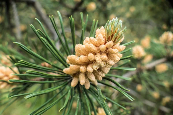 Close Detail Tree Branch — Stock Photo, Image