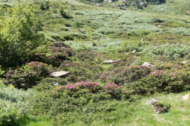 Avusturalya 'daki otztal alplerde muhteşem bir yaz manzarası.