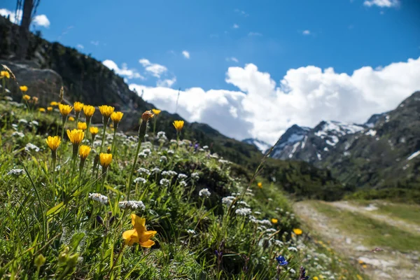 Nádherná Letní Scenérie Otztalských Alpách Rakousku — Stock fotografie