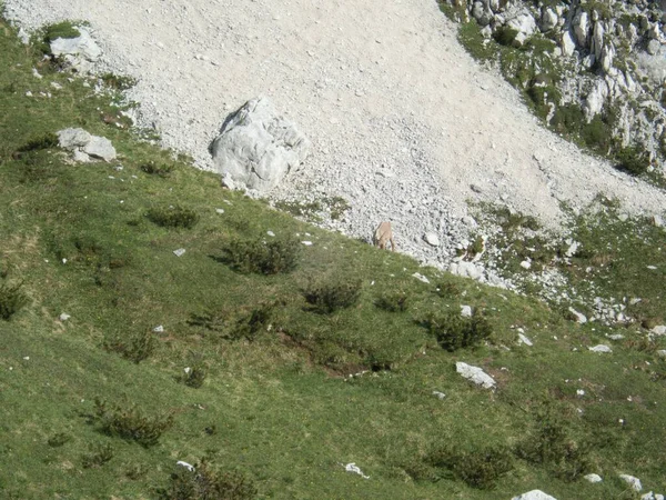 Increíble Paisaje Rocoso Dolomitas Italianas Sur Del Tirol Arounf Monte — Foto de Stock