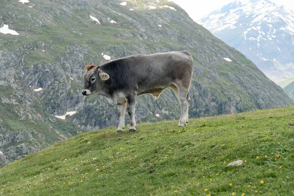 Корова Зеленом Лугу Природе — стоковое фото