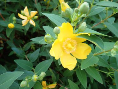 Sarı çiçekli bir şamandıranın yakın ayrıntıları