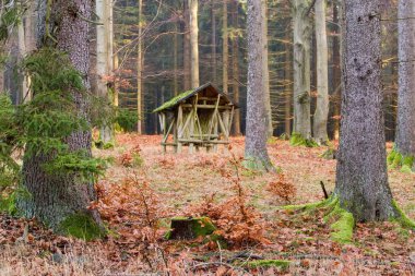 Czechia 'daki Bohem Ormanı' nda Huysuz Sonbahar Doğası