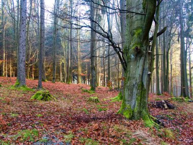 Czechia 'daki Bohem Ormanı' nda Huysuz Sonbahar Doğası