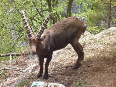 Doğada Alp dağ keçisi