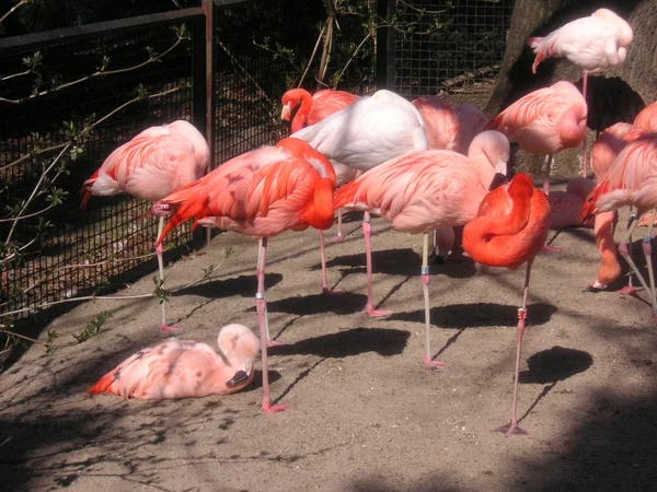 Grupa flamingów w zoo — Zdjęcie stockowe