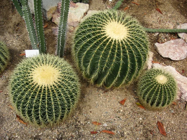 Drie ballen van cactus rauhocereus riosaniensis — Stockfoto