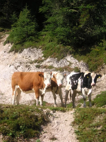 Три коровы на пастбище — стоковое фото