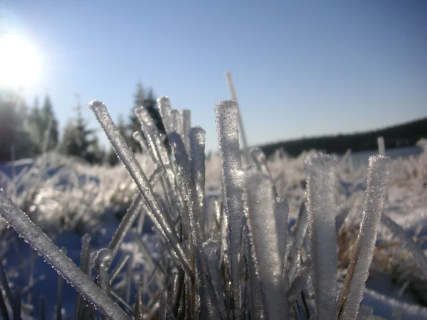 Frostmorgen ved bjergsøen - Stock-foto