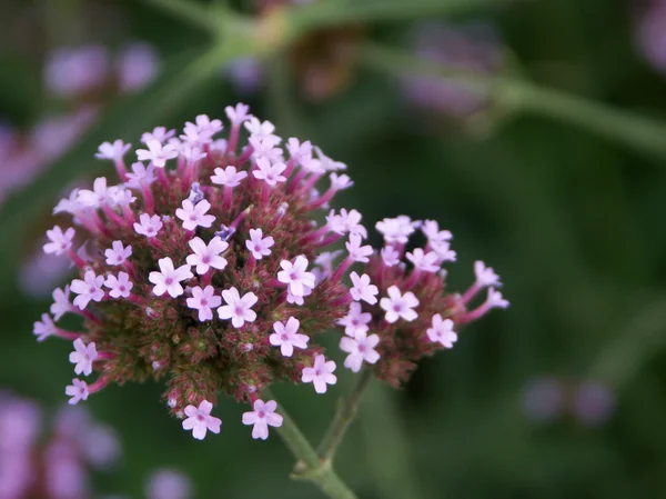 Pink flower on a green background — Stock Photo, Image