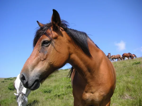 Um retrato de um cavalo na natureza — Fotografia de Stock