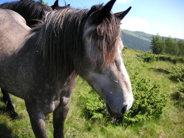 Un retrato de un caballo en la naturaleza — Foto de Stock