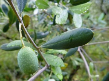 zeytin ağacı dalı
