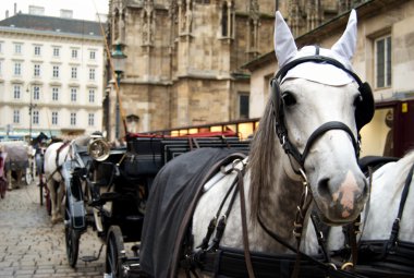At turist Koç Viyana