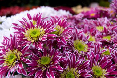 Güzel dekoratif ve renkli çiçekler