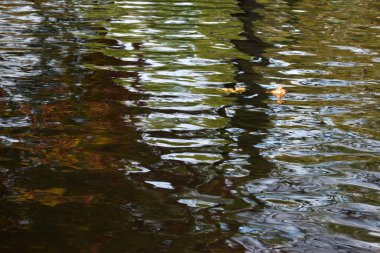 Wawy su yüzeyi ile sonbahar yaprakları