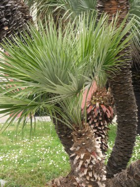 Bahçedeki küçük palmiye ağacı