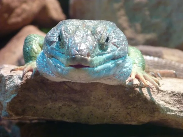 Eidechsenkopf mit blauer und grüner Farbe — Stockfoto