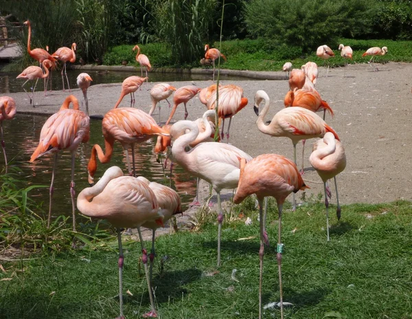 Um grupo de flamingos no ZOO — Fotografia de Stock