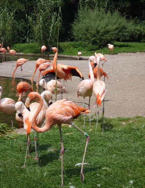 Flamingolar hayvanat bahçesinde bir grup — Stok fotoğraf