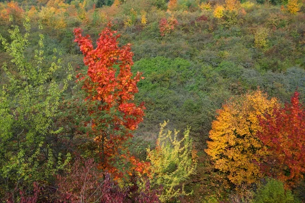 Herbstfarbenfrohe Bäume — Stockfoto