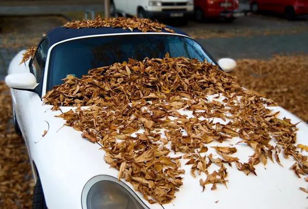 Белый автомобиль, покрытый опавшими листьями — стоковое фото
