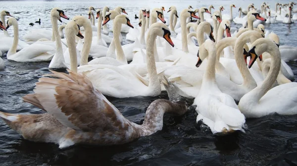 Лебеди, плывущие по реке — стоковое фото