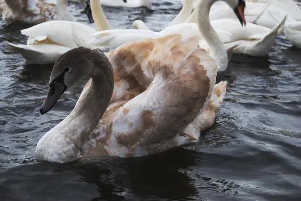 Лебеді, що плаває в річці — стокове фото