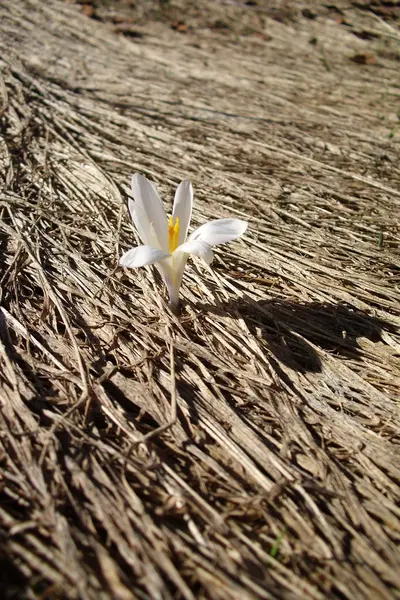 Small white flower growing out of old straw in the spring — Stock Photo, Image